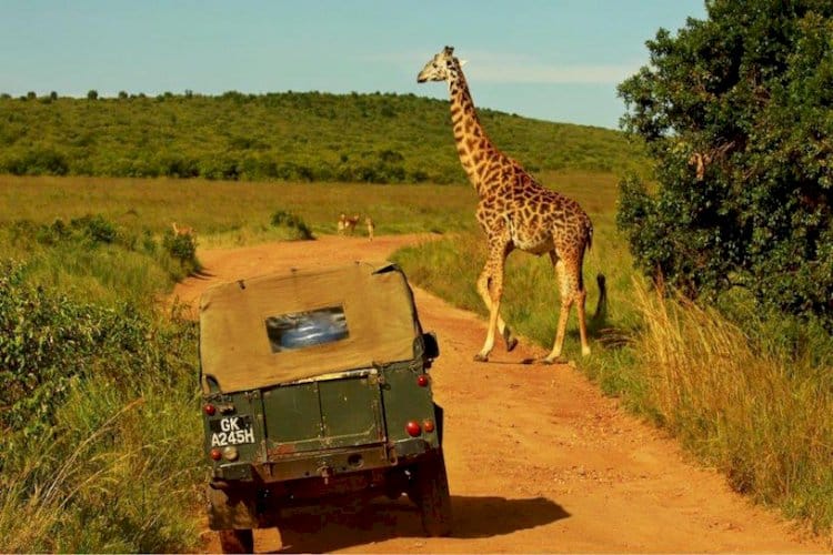 Safari Nedir Nasıl Yapılır?