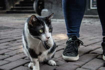 Kaybolan Kedi Nasıl Bulunur