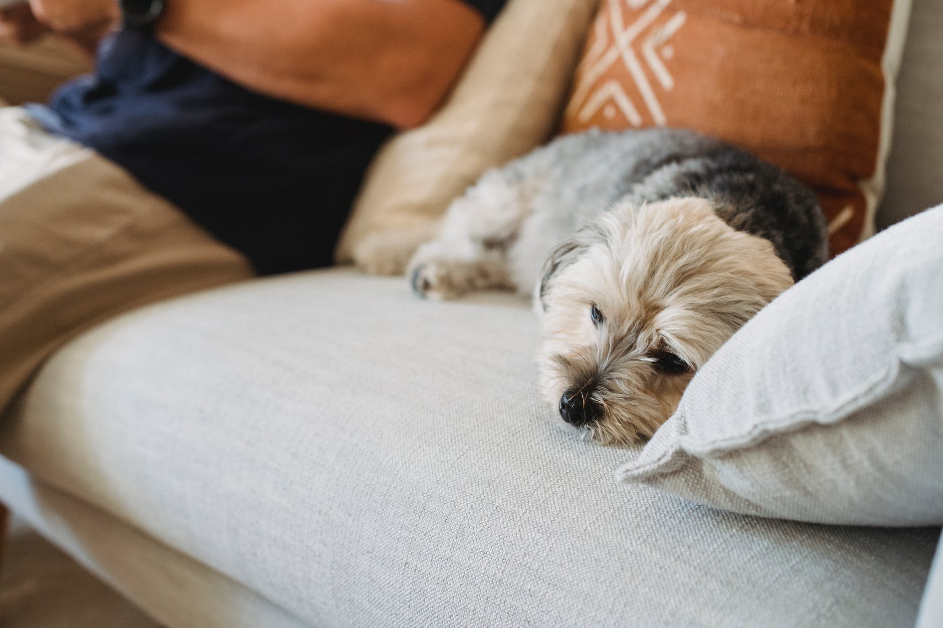 Evde köpek beslemek günah mı sevap mı?