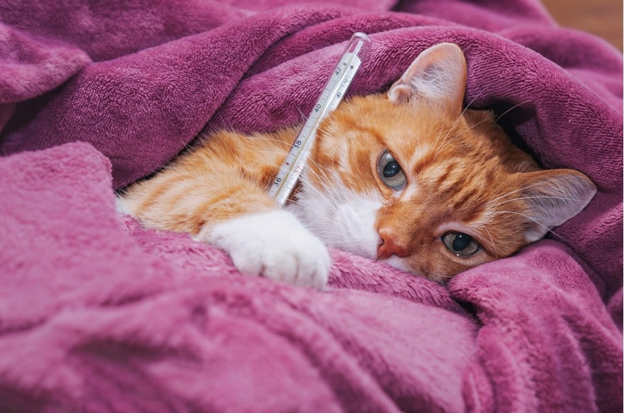 Kedilerde Fip Nasıl Bulaşır? Kedilerde Fip Tedavisi Ücreti