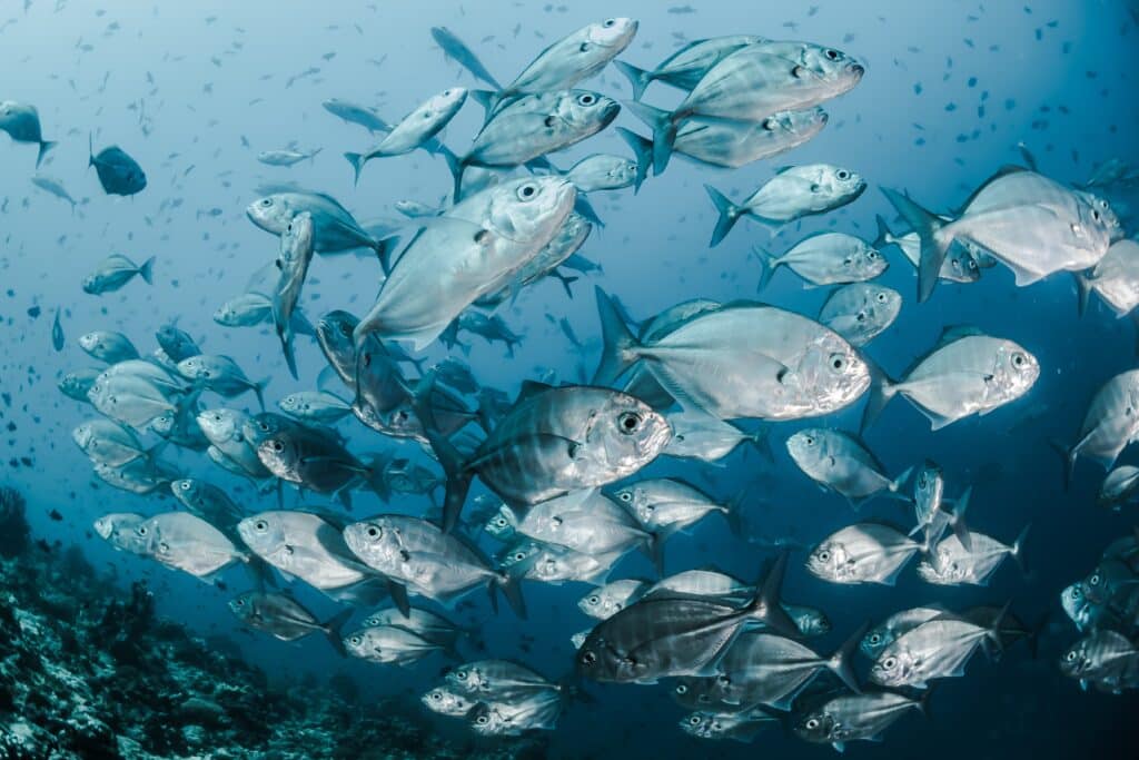 Balık Türleri Nelerdir? Deniz ve Akvaryum Balık Türleri