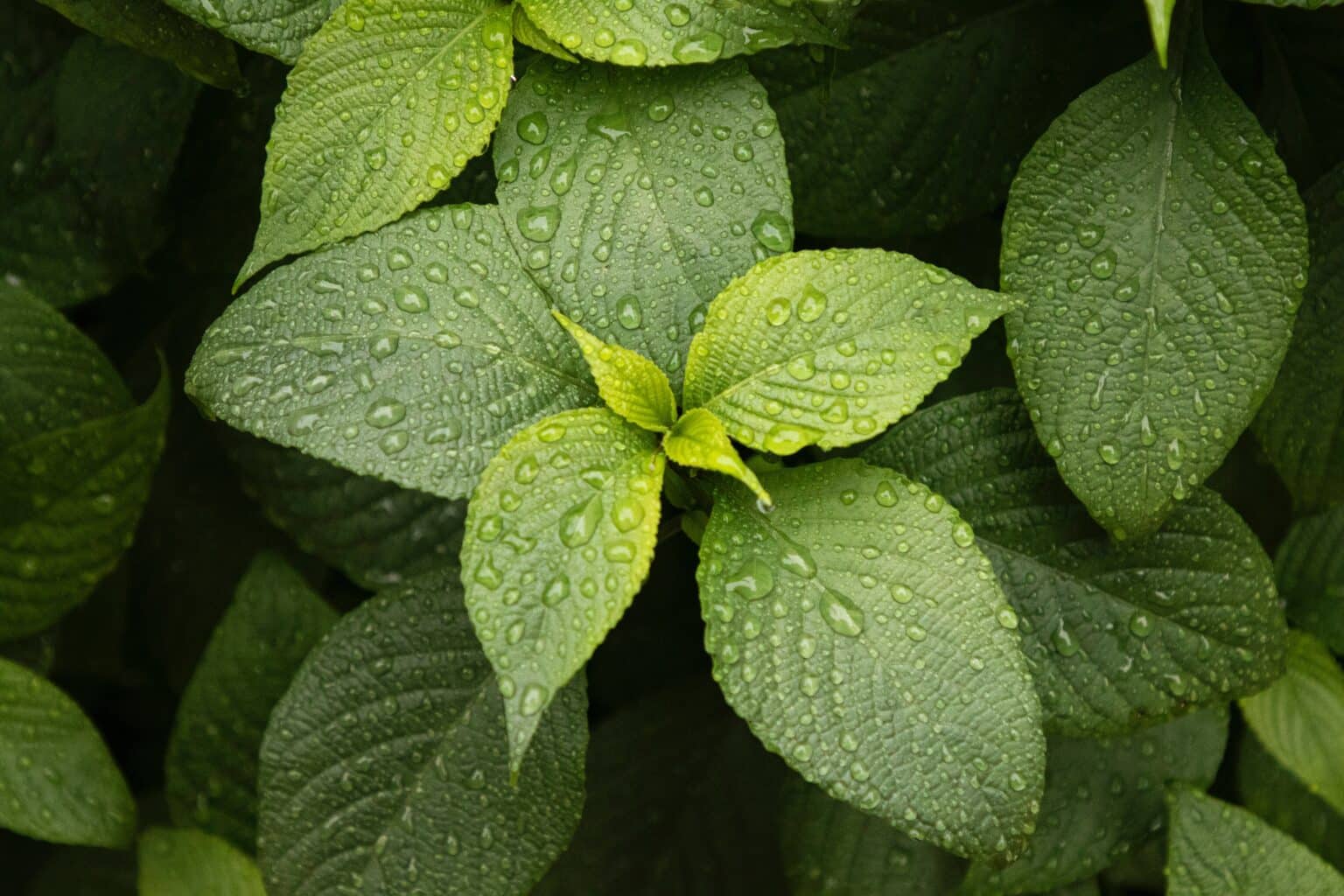 Nane Limon Nasıl Yapılır? Faydaları Nelerdir? • Nen Var
