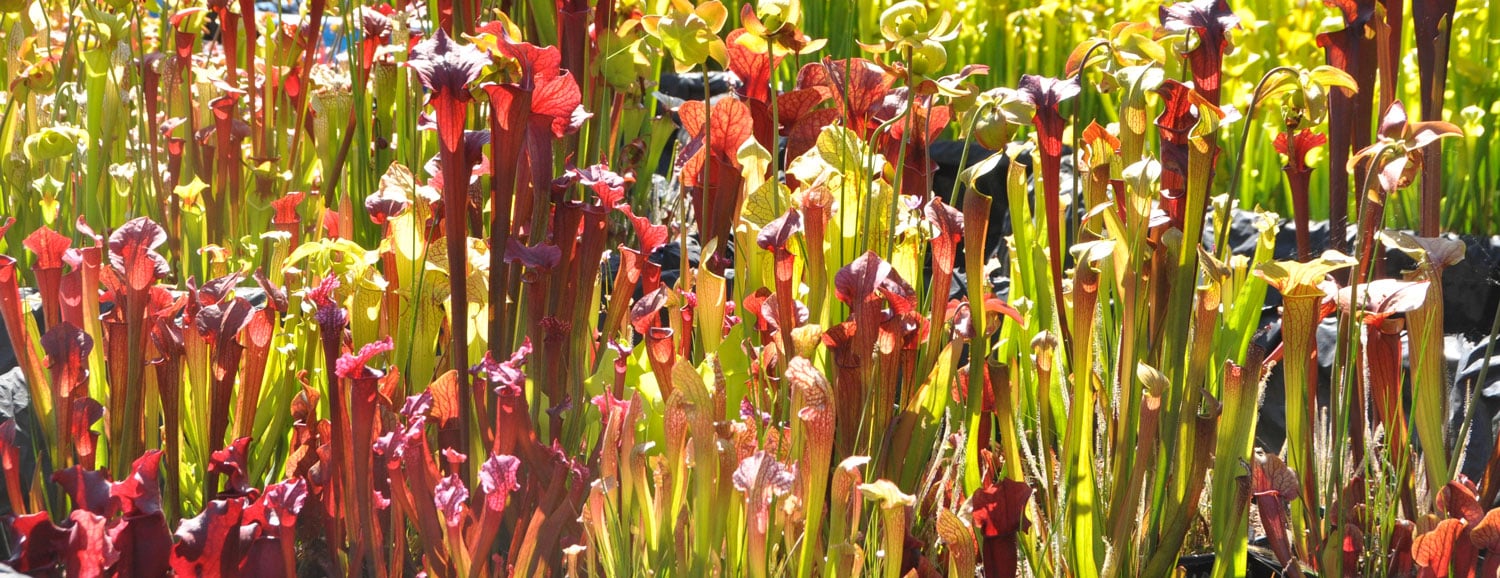 Sinek Yutan Nedir? Sinek Yutan Ne Demek? Bakımı? • Nen Var
