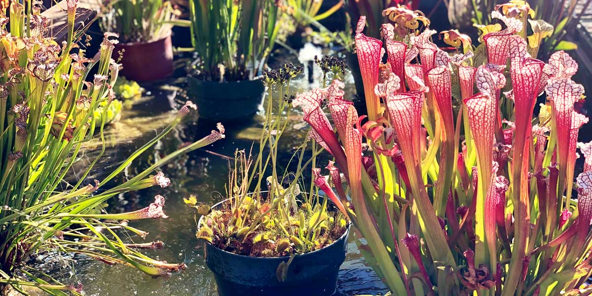 Sinek Yutan Nedir? Sinek Yutan Ne Demek? Bakımı? • Nen Var