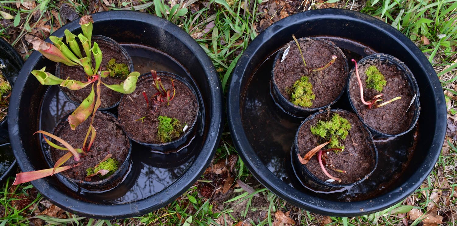 Sinek Yutan Nedir? Sinek Yutan Ne Demek? Bakımı? • Nen Var