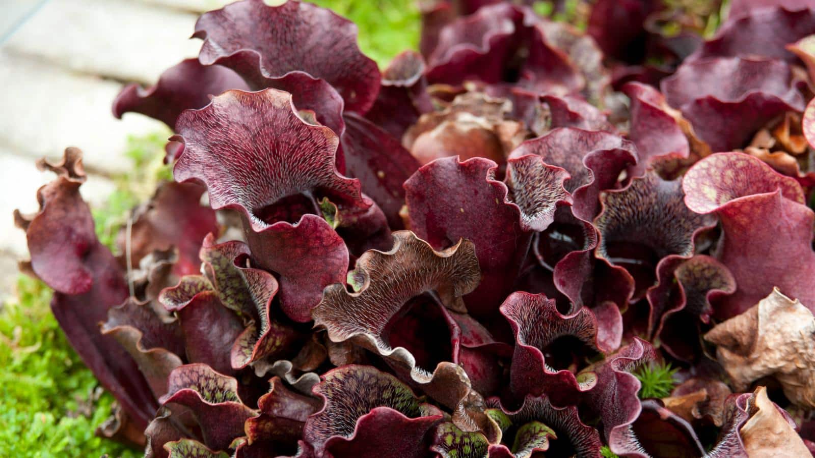 Sinek Yutan Nedir? Sinek Yutan Ne Demek? Bakımı? • Nen Var