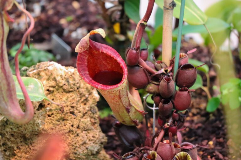 Sinek Yutan Nedir? Sinek Yutan Ne Demek? Bakımı? • Nen Var